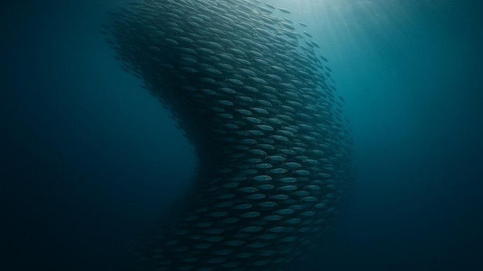 Огромный косяк сардин ожидают в сентябре 2025 года в порту на Средиземном море Огромный косяк сардин ожидают в сентябре 2025 года в порту на Средиземном море