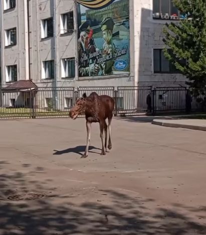 Жители Рыбинска запечатлели гуляющего у здания суда лося