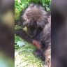 В Ростове-на-Дону ветеринары борются за жизнь собаки, которую заживо ели опарыши