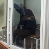 Душитель бабушек из Пензенской области получил 22 года за зверства в Подмосковье