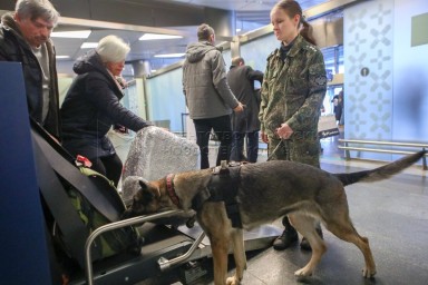 ФТС: Более 300 нарушений пресечено с января в аэропортах Москвы с помощью собак