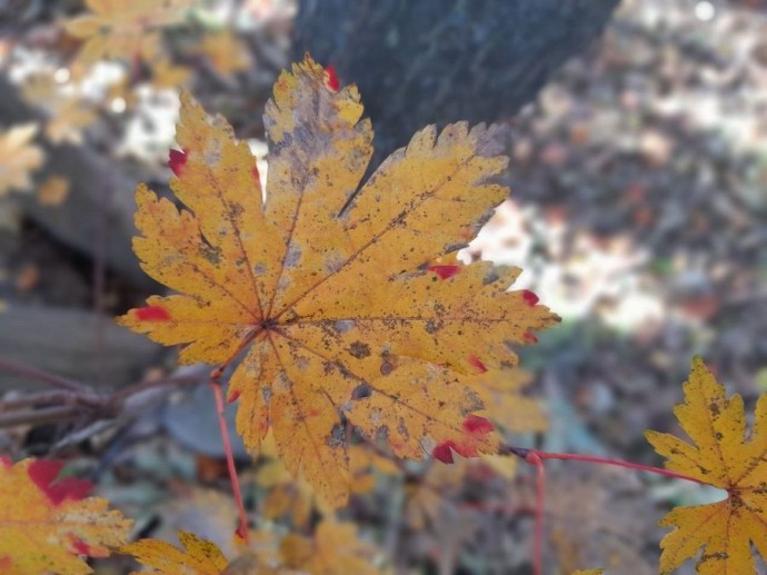 Ноябрь во Владивостоке начинается с дождя Ноябрь во Владивостоке начинается с дождя
