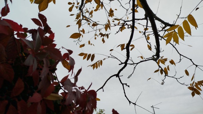 Ярославцам обещают теплый ноябрь Ярославцам обещают теплый ноябрь