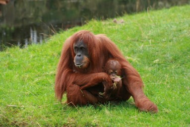 Еда предков