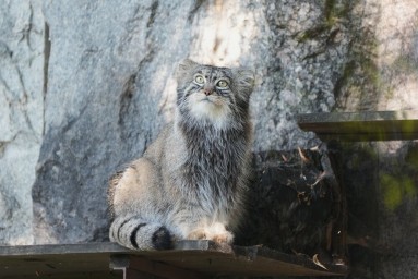 Приходить в зоопарк к манулу Тимофею посоветовали во второй половине дня