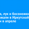 Капуста, лук, чеснок и босоножки подорожали в Иркутской области в апреле