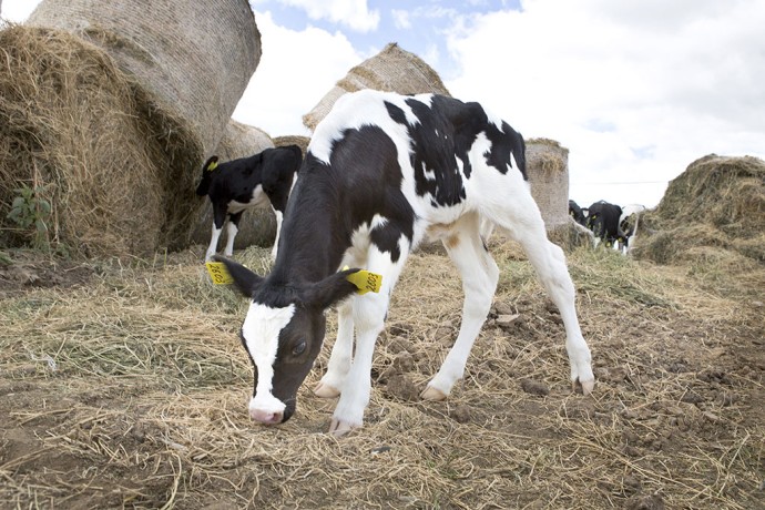 Белгородский губернатор рассказал о мерах поддержки ветеранов СВО