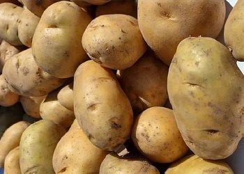 В Приамурье выросли поставки картофеля из Китая