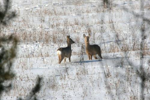 Охота дорого обошлась: амурские браконьеры заплатят миллион за косуль