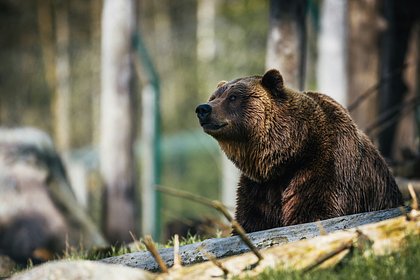 Ручной медведь по кличке Тедди растерзал хозяйку на глазах у соседских детей