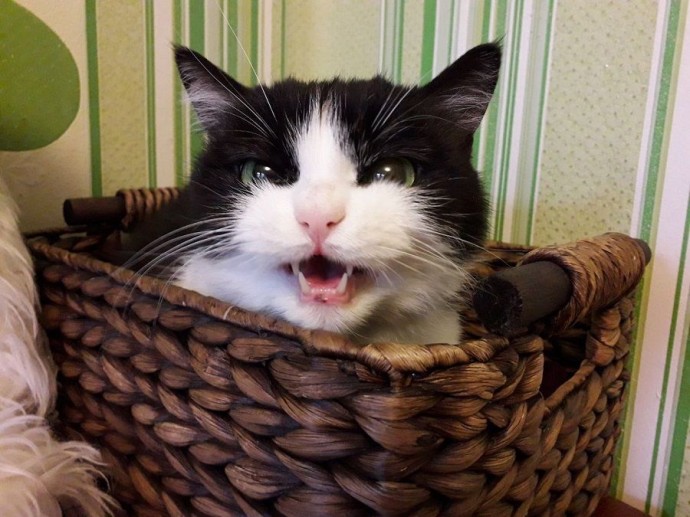 Дно пробито: котов во Владивостоке оценили в 10 тысяч рублей Дно пробито: котов во Владивостоке оценили в 10 тысяч рублей