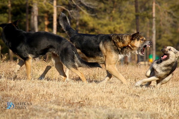 В Чите стая собак напала на 5-летнюю малышку В Чите стая собак напала на 5-летнюю малышку