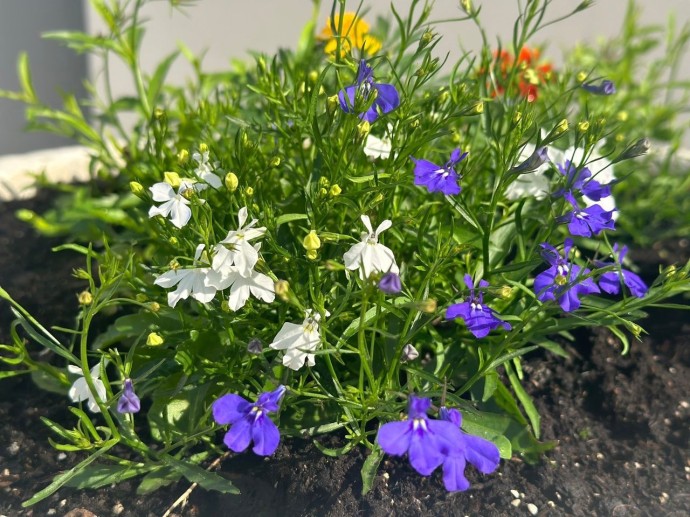 Посаженный с душой цветник довел костромича до раскаяния и признания вины