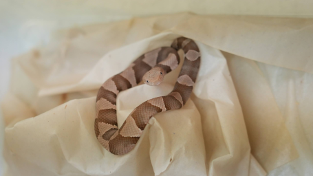 В Московском зоопарке родились четыре детеныша мокасиновой змеи