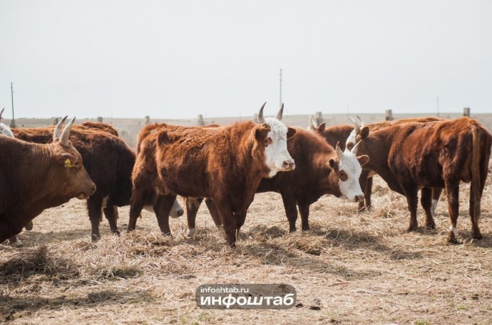 На астраханском участке госграницы задержали 43 грузовика с сотнями коров и баранов