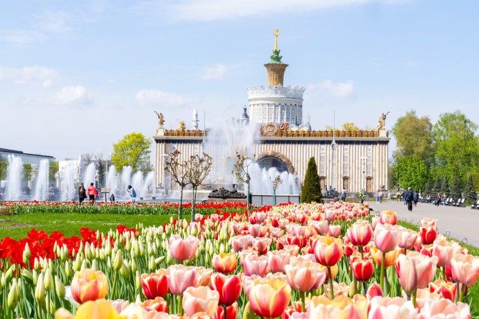 Около полумиллиона луковичных зацветет на ВДНХ весной 2026 года Около полумиллиона луковичных зацветет на ВДНХ весной 2026 года