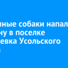Бездомные собаки напали на мужчину в поселке Мишелевка Усольского района
