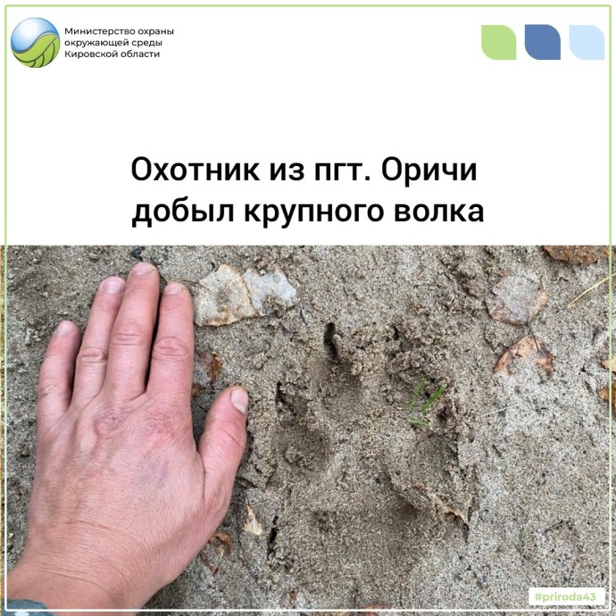 В Оричевском районе убили крупного волка В Оричевском районе убили крупного волка