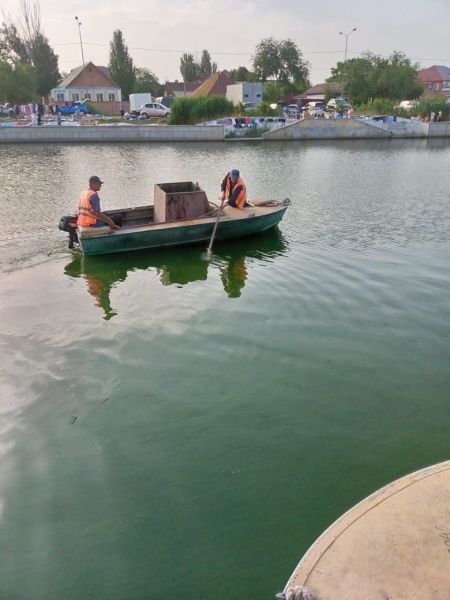 Туша барана плавала в городском канале Астрахани