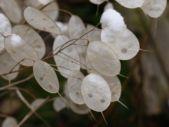 Посадите в октябре — и весной не узнаете свой сад: морозостойкое чудо для ленивых садоводов