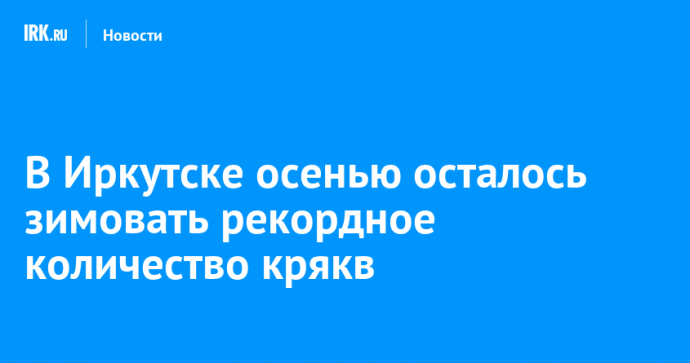 В Иркутске осталось зимовать рекордное количество крякв