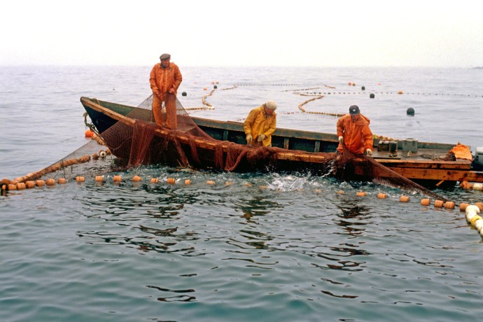 В СФ призвали защитить коренные народы при проведении рыболовных аукционов В СФ призвали защитить коренные народы при проведении рыболовных аукционов