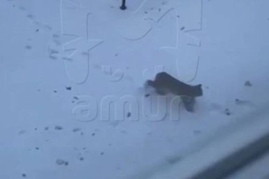 В Благовещенске снова заметили рысь