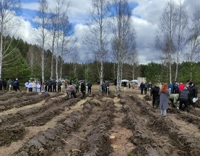 В Ардатовском районе Мордовии высадили сосновую аллею в рамках акции «Сад Памяти»