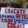 В Астраханской области семилетнего мальчика покусали бездомные собаки