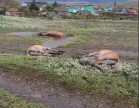 В Баймакском районе Башкирии молнией убило табун лошадей