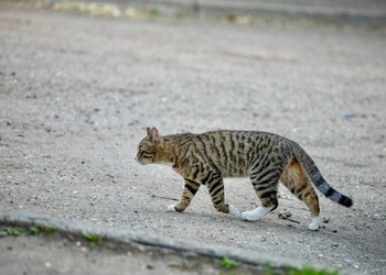 У Скорпионов не получится солгать, Ракам стоит уделить повышенное внимание своей внешности