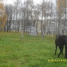 Костромской конь поедает и вытаптывает деревья, посаженные в память о ветеранах войны