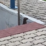 В Приамурье на Бурейской ГЭС заметили норку
