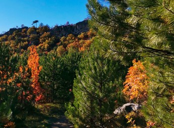 Глава Рослесхоза о внедрении ФГИС лесного комплекса – статистика