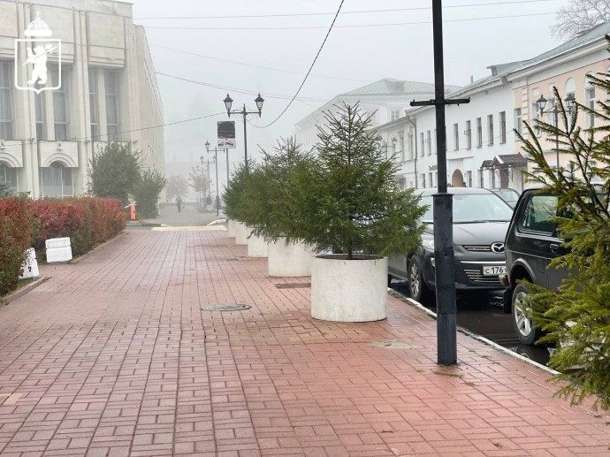 В центре Ярославля посадили в цветочные кашпо новые ели