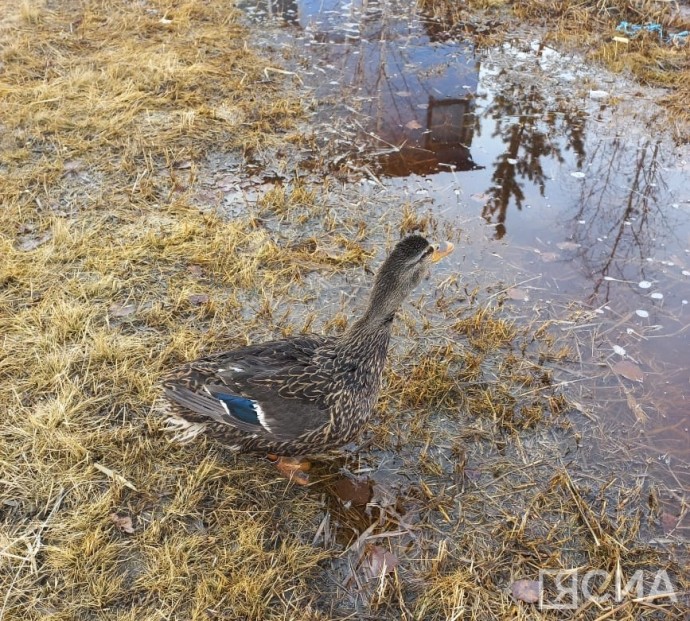 В Якутии 21 августа стартует сезон охоты на водоплавающую и боровую дичь
