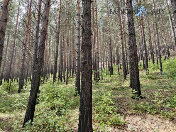 В Улан-Удэ в этом году зафиксировано 8 лесных пожаров