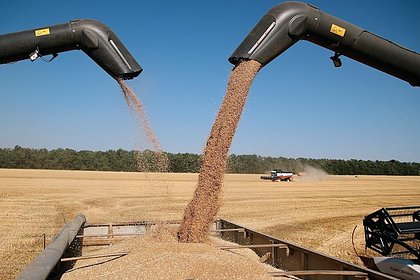 России спрогнозировали резкий рост вывоза ключевой агрокультуры России спрогнозировали резкий рост вывоза ключевой агрокультуры