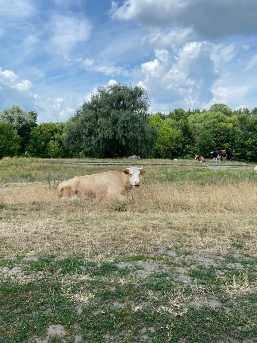Молочное предприятие в Курской области оштрафовано за нарушение ветеринарных норм