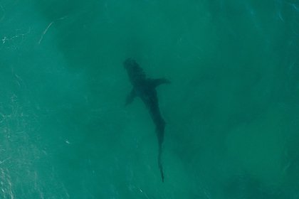 Акула попыталась оторвать руку дайверу Акула попыталась оторвать руку дайверу