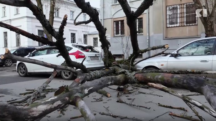 В Ярославле дерево рухнуло на несколько автомобилей