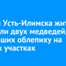 Вблизи Усть-Илимска жители заметили двух медведей, поедавших облепиху на дачных участках