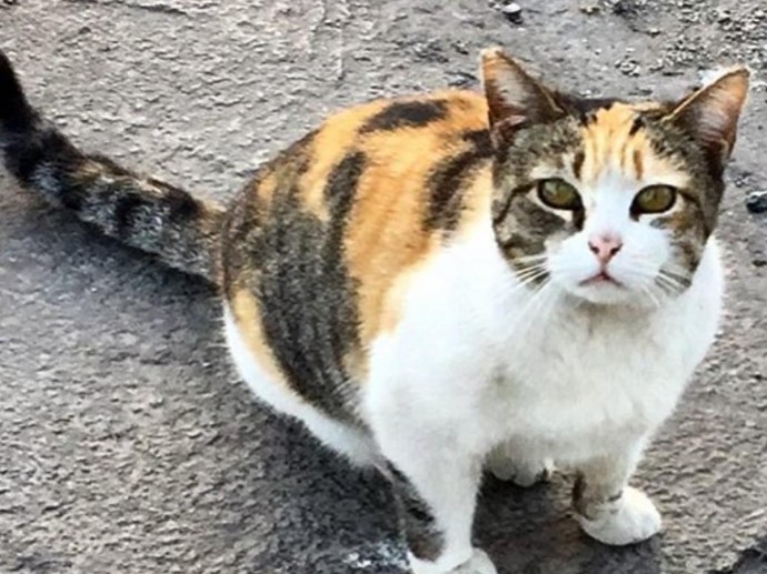 Она спасена, но всё ещё боится: как помочь бывшей уличной кошке поверить человеку Она спасена, но всё ещё боится: как помочь бывшей уличной кошке поверить человеку