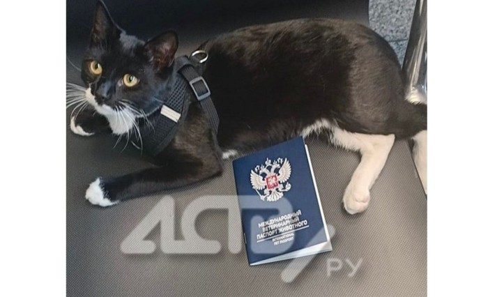 Сёмочка с передовой: как блиндажный кот со спецоперации нашёл дом на Сахалине Сёмочка с передовой: как блиндажный кот со спецоперации нашёл дом на Сахалине