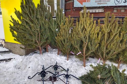 На улицах Благовещенска начали появляться елочные базары На улицах Благовещенска начали появляться елочные базары