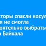 Инспекторы спасли косулю, которая не смогла самостоятельно выбраться со льда Байкала