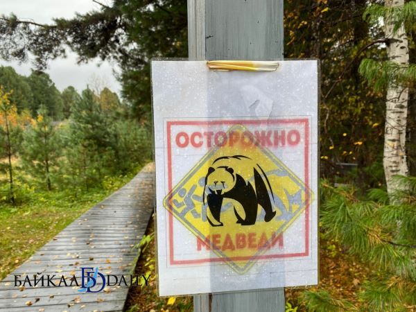 В бурятском посёлке замечен медведь