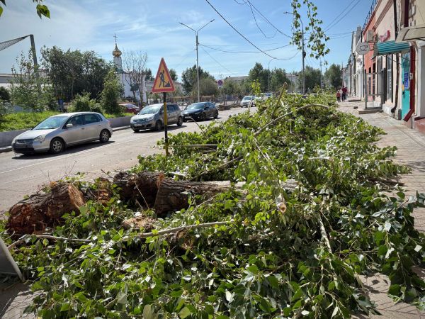 В Улан-Удэ дали разъяснения по вырубке тополей на Ленина