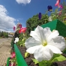 Улицы Саранска украсят более 330 тысяч цветов