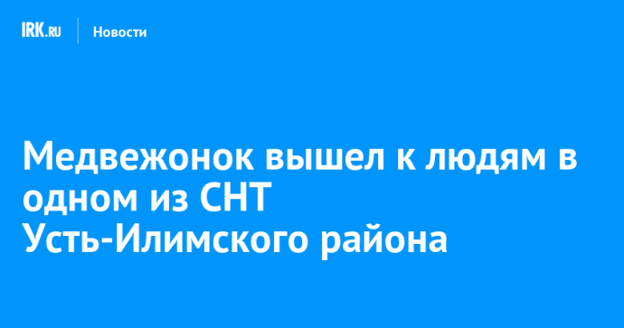 Медвежонок вышел к людям в одном из СНТ Усть-Илимского района